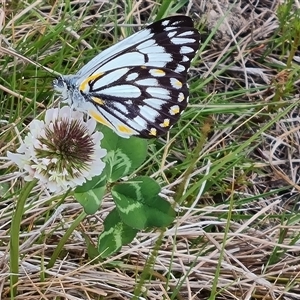 Belenois java at Farrer, ACT - 11 Oct 2024