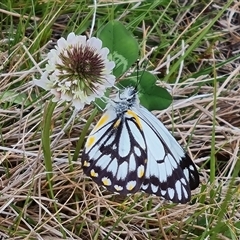 Belenois java at Farrer, ACT - 11 Oct 2024