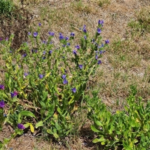 Echium plantagineum at Farrer, ACT - 11 Oct 2024 03:00 PM