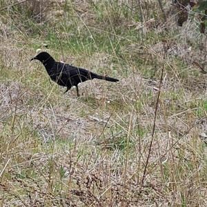 Corcorax melanorhamphos at Farrer, ACT - 11 Oct 2024 02:58 PM