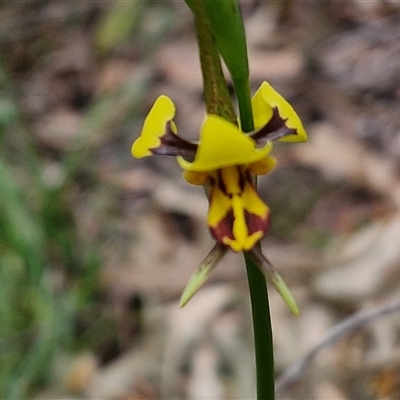 Diuris sulphurea (Tiger Orchid) at Kingsdale, NSW - 11 Oct 2024 by trevorpreston