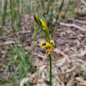 Diuris sulphurea at Kingsdale, NSW - suppressed