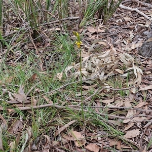 Diuris sulphurea at Kingsdale, NSW - suppressed