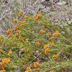 Pultenaea procumbens (Bush Pea) at Farrer, ACT - 11 Oct 2024 by Mike