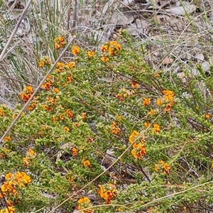 Pultenaea procumbens at Farrer, ACT - 11 Oct 2024