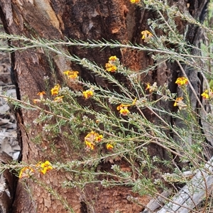 Dillwynia sericea at Farrer, ACT - 11 Oct 2024