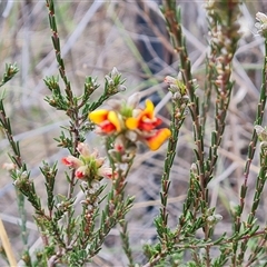 Dillwynia sericea at Farrer, ACT - 11 Oct 2024 02:54 PM