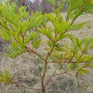 Acacia decurrens at Farrer, ACT - 11 Oct 2024 02:50 PM