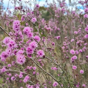 Kunzea parvifolia at Farrer, ACT - 11 Oct 2024