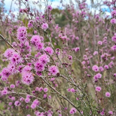 Kunzea parvifolia (Violet Kunzea) at Farrer, ACT - 11 Oct 2024 by Mike