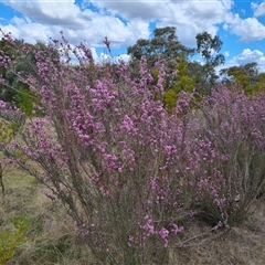 Kunzea parvifolia at Farrer, ACT - 11 Oct 2024 02:49 PM