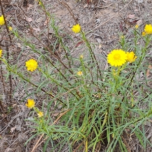 Xerochrysum viscosum at Farrer, ACT - 11 Oct 2024 02:41 PM