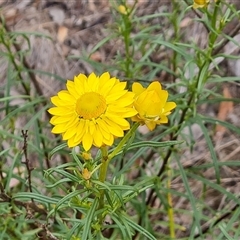 Xerochrysum viscosum at Farrer, ACT - 11 Oct 2024