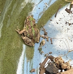 Litoria verreauxii verreauxii at Watson, ACT - suppressed