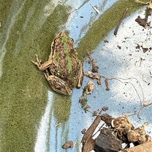 Litoria verreauxii verreauxii at Watson, ACT - suppressed