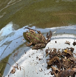 Litoria verreauxii verreauxii at Watson, ACT - suppressed