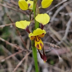 Diuris sulphurea (Tiger Orchid) at Kingsdale, NSW - 11 Oct 2024 by trevorpreston