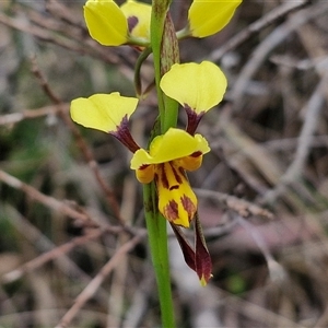 Diuris sulphurea at Kingsdale, NSW - 11 Oct 2024