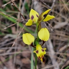 Diuris sulphurea at Kingsdale, NSW - 11 Oct 2024