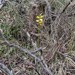 Diuris sulphurea at Kingsdale, NSW - 11 Oct 2024