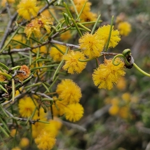 Acacia brownii at Kingsdale, NSW - 11 Oct 2024 01:08 PM