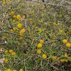 Acacia brownii at Kingsdale, NSW - 11 Oct 2024