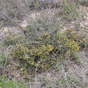 Acacia brownii at Kingsdale, NSW - 11 Oct 2024