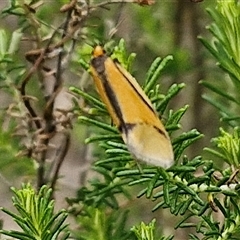 Philobota undescribed species near arabella (A concealer moth) at Kingsdale, NSW - 11 Oct 2024 by trevorpreston