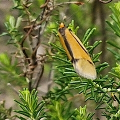 Philobota undescribed species near arabella at Kingsdale, NSW - 11 Oct 2024