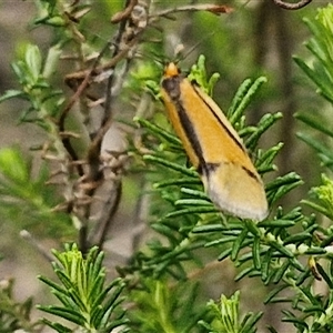 Philobota undescribed species near arabella at Kingsdale, NSW - 11 Oct 2024 01:06 PM