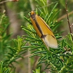 Philobota undescribed species near arabella at Kingsdale, NSW - 11 Oct 2024