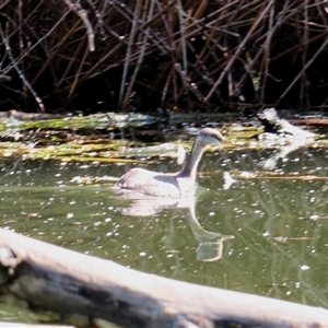 Poliocephalus poliocephalus at Pialligo, ACT - 11 Oct 2024