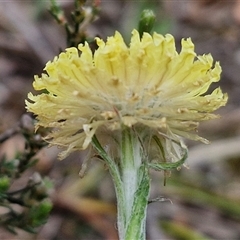 Coronidium scorpioides at Kingsdale, NSW - 11 Oct 2024