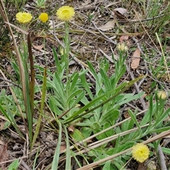 Coronidium scorpioides at Kingsdale, NSW - 11 Oct 2024