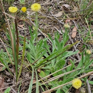 Coronidium scorpioides at Kingsdale, NSW - 11 Oct 2024