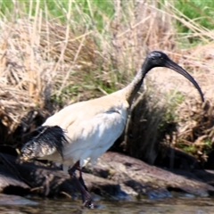 Threskiornis molucca (Australian White Ibis) at Fyshwick, ACT - 11 Oct 2024 by MB
