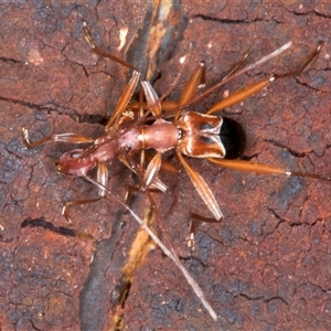 Unidentified Longhorn beetle (Cerambycidae) at Bulli, NSW by jb2602