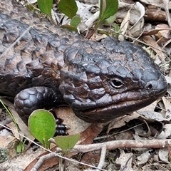 Tiliqua rugosa (Shingleback Lizard) at Kingsdale, NSW - 11 Oct 2024 by trevorpreston