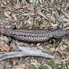 Tiliqua rugosa at Kingsdale, NSW - 11 Oct 2024