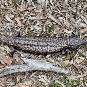 Tiliqua rugosa at Kingsdale, NSW - 11 Oct 2024 01:02 PM