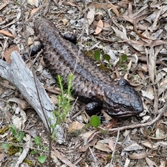 Tiliqua rugosa at Kingsdale, NSW - 11 Oct 2024 01:02 PM