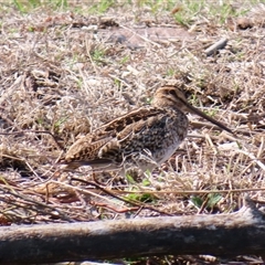 Gallinago hardwickii (Latham's Snipe) at Barton, ACT - 11 Oct 2024 by MB