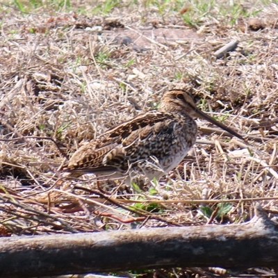 Gallinago hardwickii (Latham's Snipe) at Barton, ACT - 10 Oct 2024 by MB