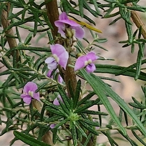 Glycine clandestina at Kingsdale, NSW - 11 Oct 2024