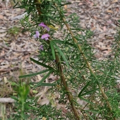 Glycine clandestina at Kingsdale, NSW - 11 Oct 2024