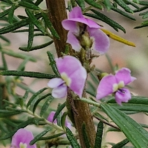 Glycine clandestina at Kingsdale, NSW - 11 Oct 2024