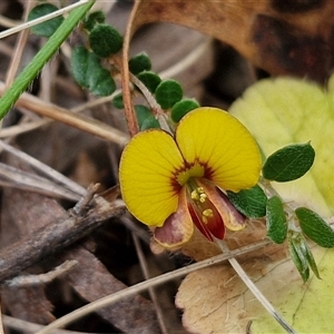 Bossiaea buxifolia at Kingsdale, NSW - 11 Oct 2024