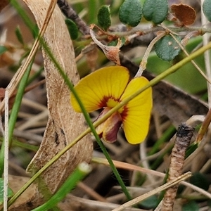 Bossiaea buxifolia at Kingsdale, NSW - 11 Oct 2024 12:57 PM