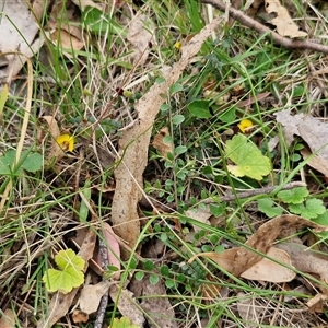 Bossiaea buxifolia at Kingsdale, NSW - 11 Oct 2024 12:57 PM