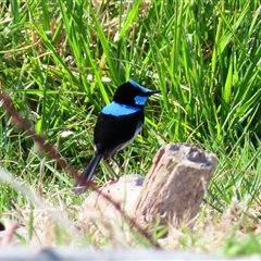 Malurus cyaneus (Superb Fairywren) at Fyshwick, ACT - 11 Oct 2024 by MB